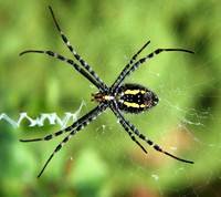 pic for Backyard Spider 1080x960